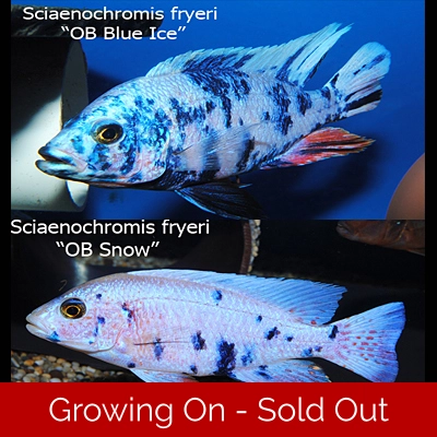 4 x Sciaenochromis fryeri OB 4-5cm READY NOW